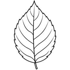 line art alder leaf vector flat art illustration on white background