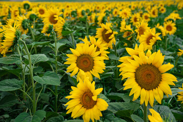 Yellow Fresh Sunflowers in a Field Agriculture concept photograph. Zoom in and focus sunflower Season harvest, summer or spring Sunflowers beautiful landscape Sunflowers Field. Yellow and Green Colors
