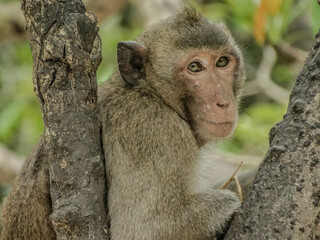 A macaque monkey perched in a tree in Halong Bay, Vietnam, showcasing the region's wildlife and lush environment.