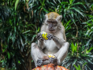 Monkey Playing with Plastic Waste at Batu Caves, Malaysia