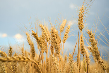 Summer wheat field ready for harvest.
