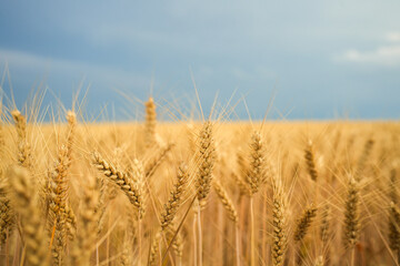 Summer wheat field ready for harvest.