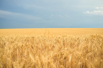 Summer wheat field ready for harvest.