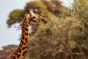 Giraffe Feeding on Bush in Amboseli National Park, Kenya – Close-Up of African Wildlife in Natural Habitat