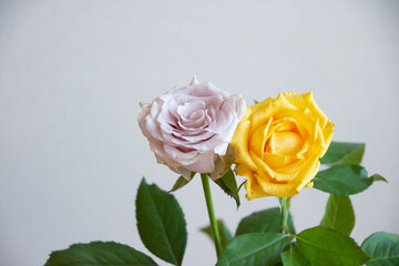 紫と黄色のばら