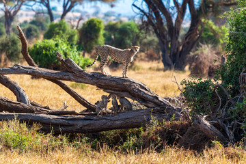 Cheetah Standing on Fallen Tree in Amboseli National Park, Kenya – Wildlife Photography in African Savanna Landscape