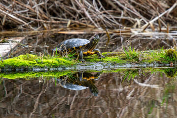 A turtle sitting on a log with a reflection in the water