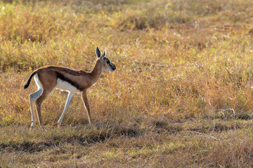 Young Thomson's Gazelle Grazing in the Grasslands of Amboseli National Park, Kenya – African Wildlife in Natural Habitat