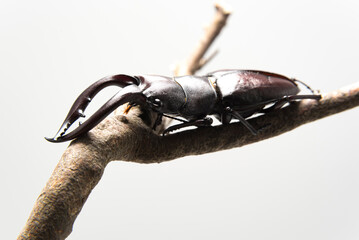 Hexarthrius mandibularis, stag beetle, on dry branch, isolated on white background