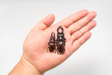 Hexarthrius mandibularis and Prosopocoilus inclinatus, stag beetle, on top of a hand isolated on...