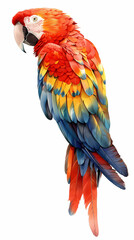 Fototapeta premium magnificent realistic Scarlet Macaw on white background