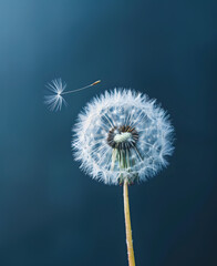 Dandelion blowing in the wind close up with blue sky background