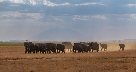 Herd of Elephants Walking Through Dusty Savanna in Amboseli National Park, Kenya – African Wildlife with Distant Mountains