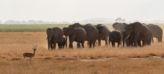 Herd of Elephants and Lone Gazelle in Amboseli National Park, Kenya – African Wildlife on the Open Plains