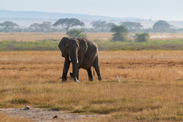 Solitary Elephant Standing on the Savanna with White Egrets in Amboseli National Park, Kenya – African Wildlife in Natural Habitat