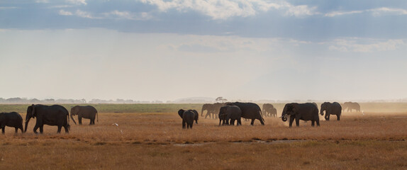 Large Herd of Elephants Roaming the Open Plains in Amboseli National Park, Kenya – African Wildlife in Dusty Savanna