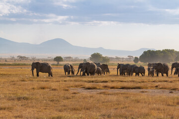 Herd of Elephants in the Open Plains of Amboseli National Park, Kenya with Distant Mountains – African Wildlife in Natural Habitat