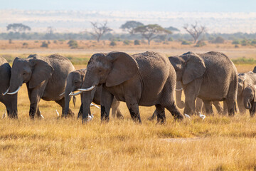 Herd of Elephants with Calves and White Egrets in Amboseli National Park, Kenya – African Wildlife in Natural Habitat