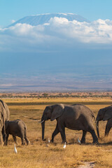 Elephants Walking with White Egrets in Front of Mount Kilimanjaro, Amboseli National Park, Kenya – Iconic African Wildlife and Landscape