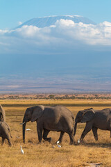 Elephants Walking with White Egrets in Front of Mount Kilimanjaro, Amboseli National Park, Kenya – Iconic African Wildlife and Landscape
