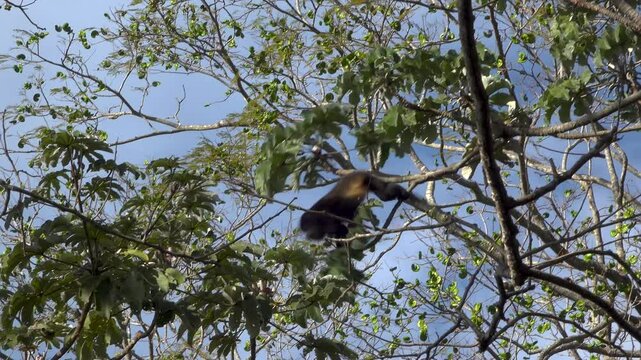 A Howler monkey jumping down from branch to branch in the jungle