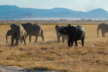 Herd of Elephants in the Open Plains of Amboseli National Park, Kenya with Distant Mountains – African Wildlife in Natural Habitat