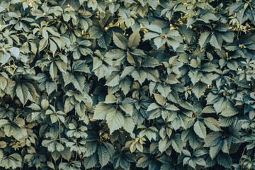 Green hedge of leaves of wild grapes. Dense hedgerow. Natural texture. Plant background. Beautiful nature wallpaper. Garden decoration