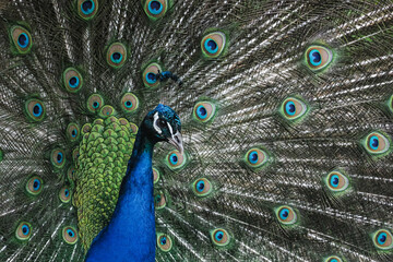 Fototapeta premium peacock with feathers out