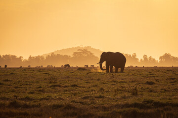 Elephant Silhouette at Sunset in Amboseli National Park, Kenya – Majestic African Wildlife on the Savanna © Alexander Glenn