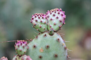 kaktus opuncja opuntia violacea fioletowa sadzonka © Perovskia