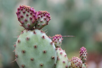 kaktus opuncja opuntia violacea fioletowa sadzonka
