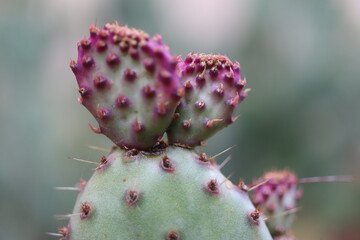 kaktus opuncja opuntia violacea fioletowa sadzonka