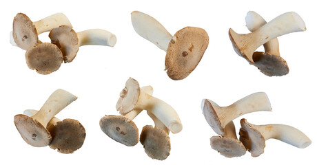 set of king oyster mushrooms isolated on white or transparent png