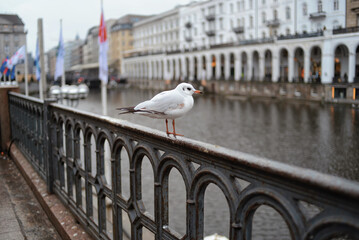 A seagull sits on the railing near the river. Center of Hamburg in the background