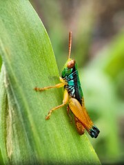 grasshopper on a leaf
