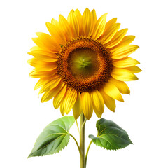 Obraz premium Close-up of sunflower with stem and leaves isolated on a transparent background