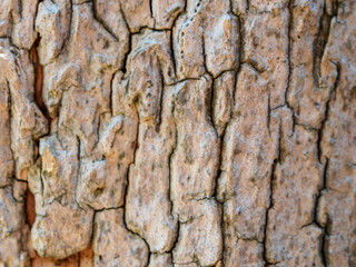 Close-up of tree bark texture showing unique patterns and natural beauty, ideal for environmental projects