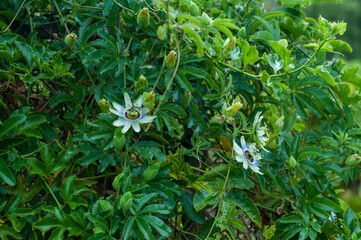 A Passiflora, or passion flower, stands out against a backdrop of lush green foliage. This captivating image is ideal for botanical illustrations, gardening publications, or nature-themed designs.