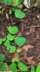 folhas verdes em formato de coração 