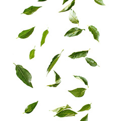 Floating curry leaves in air, on white background