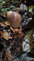 caramujo em folhas caídas na floresta amazônica