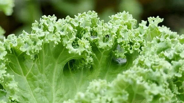 Curly kale fresh green leaves on field