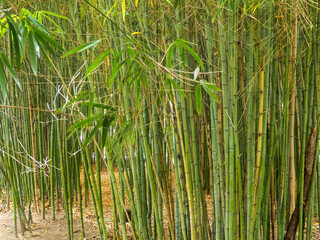 An aesthetic background made of green bamboo, conveying an atmosphere of calm and natural harmony for various designs