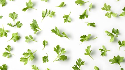 Realistic spread of fresh cilantro leaves on a white background, showcasing their delicate green color.