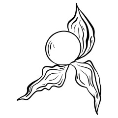 Physalis Vector Illustration, Ground cherry sketch, hand drawn doodle physalis