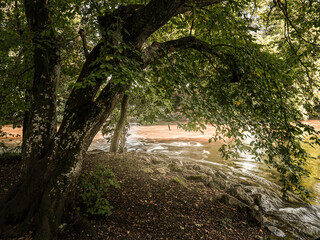 Fototapeta premium Wooden Bridge Over Flowing River Surrounded by Lush Green Foliage in a Tranquil Forest Setting in Emmering, Germany Near Fürstenfeldbruck.