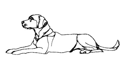 Modern illustration of a retriever dog lying down and relaxing. It's an editable line drawing.