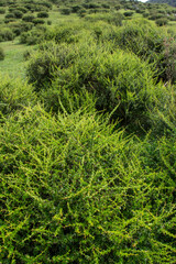 The green grasslands and lush green grass are beautiful.