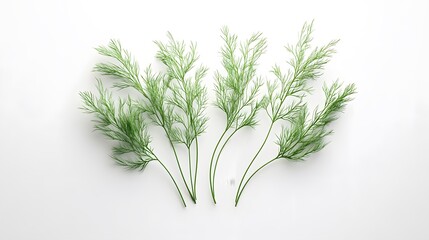 Fototapeta premium Realistic arrangement of fresh dill sprigs on a white background, focusing on their delicate, feathery green leaves and aromatic texture