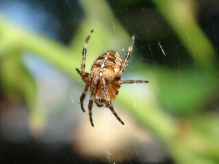 The European garden spider (Araneus diadematus), also known as cross orbweaver, female in her web